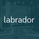 labrador